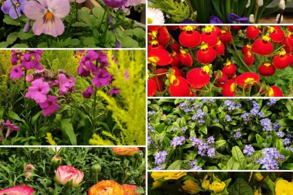 Olika blommor blommar