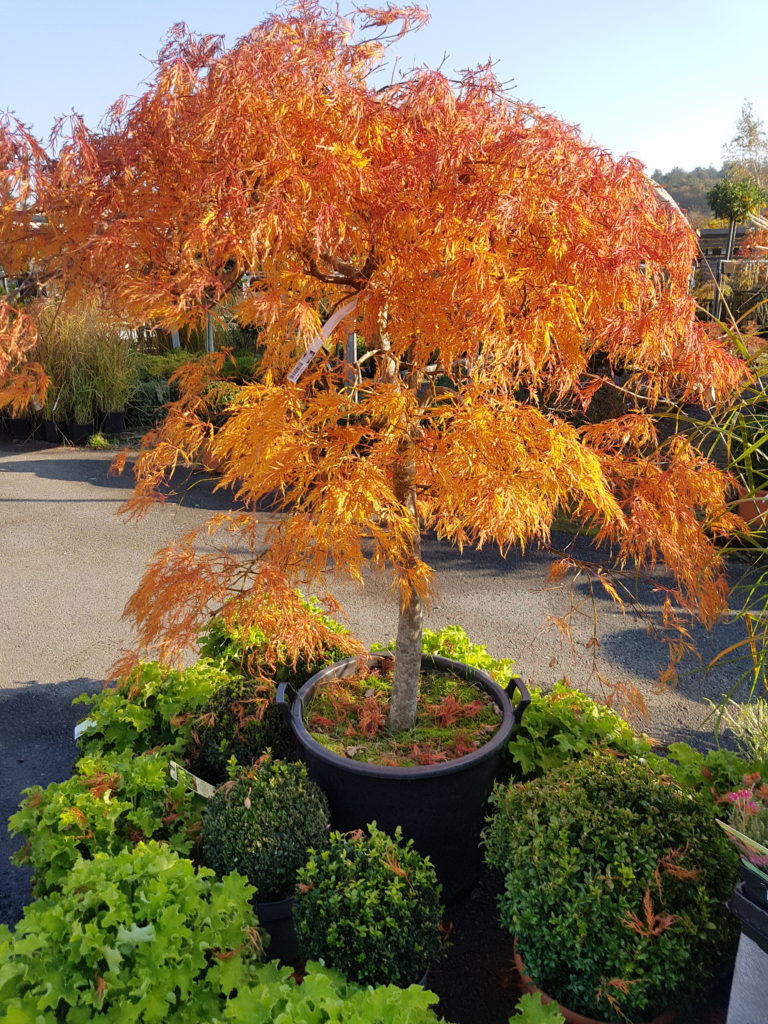 Japanese Maple Autumn Colors