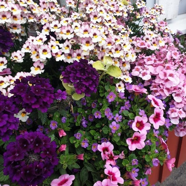 Sommarblommor