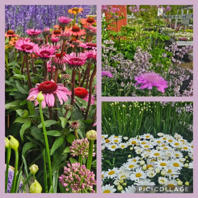 Stora fina perenner i blom 🌸🩷
#echinaceaflower #lavendel #stäppsalvia #prästkrage #alliummillenium #nepeta