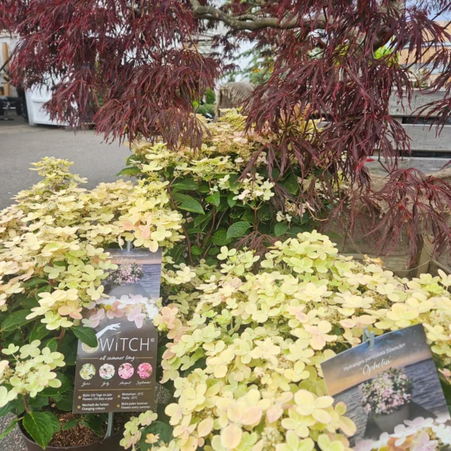 Superfina Hortensia "switch" tillsammans med japansk blodlönn 🩷 skapar en härlig kombo i trädgården🌿