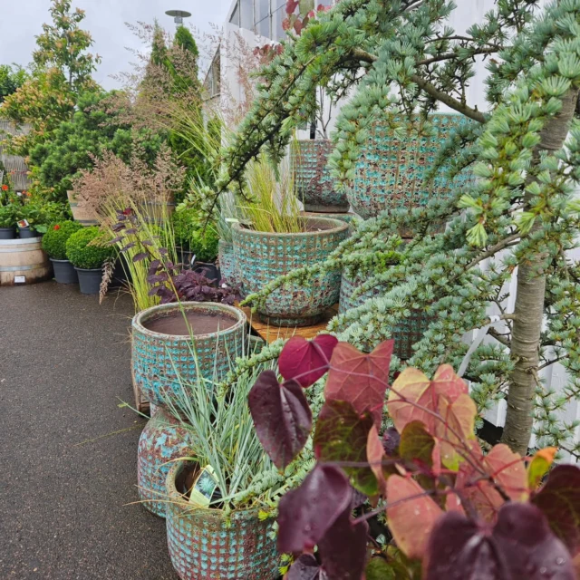 🌞Vi fyller på med växter, perenner och säsongsplantor hela sommaren!
Vard 9-18 Lördag 10-15 Söndag 11-15
Välkommen in till oss🌿🌸🌻