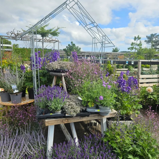 Blått i alla nyanser💙🩵💜så ljuvligt med alla dessa härliga sensommarblommor!
#lavendel #riddarsporre #verbenabampton #perovskia #scabiosa