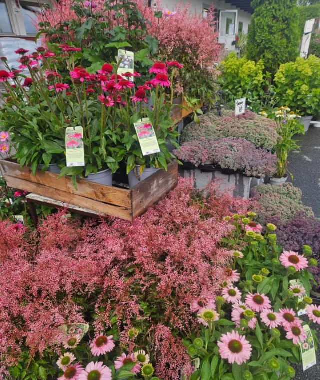 Stora härliga perenner 🌸🩷
#astilbe #solhatt #anemone #perenner