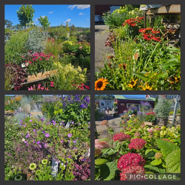 Sensommar, underbart väder och vackra blommor 🌞🌸🌿
Det är riktigt njutfullt att gå här och packa upp nyinkomna perenner, fina gräs, buskar mm
Och visst får man alltid plats med en planta till!🌾🌻🌺🌼🌳
Vi har öppet alla dagar!
Vard 9-18 Lördag 10-15 Söndag 11-15
Välkommen till oss I Kullavik
.