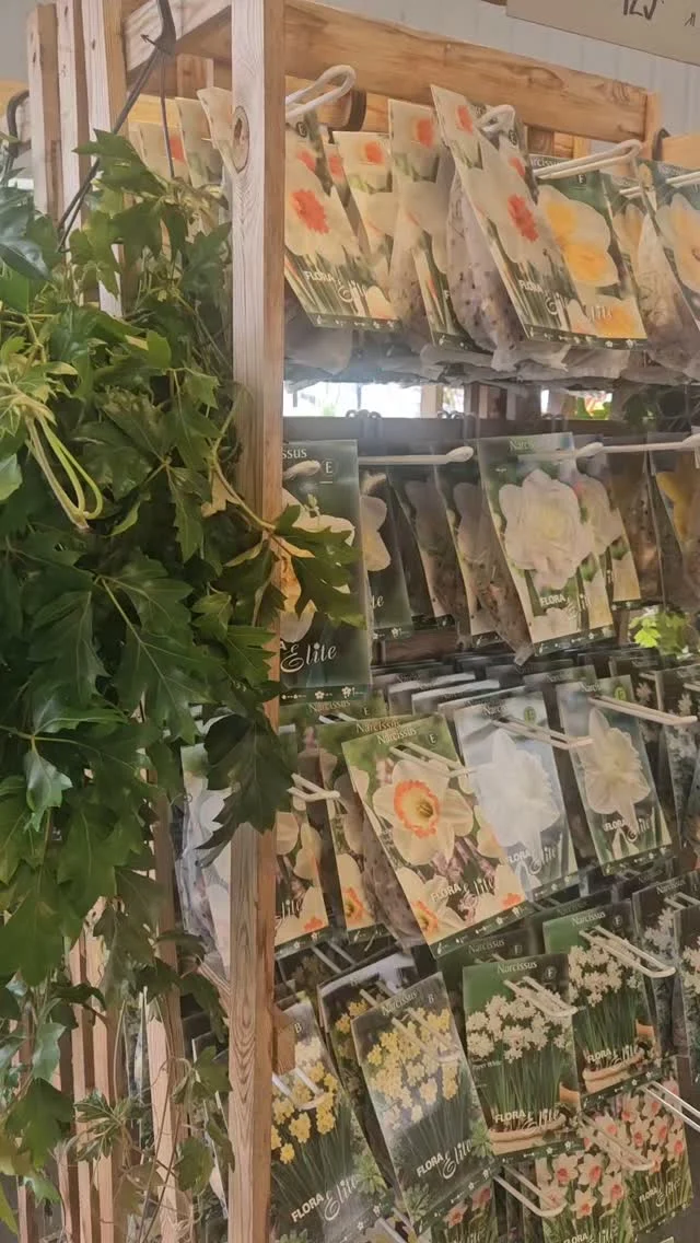 Blomsterlöken är här!🌷🪻🌷
Tulpaner Påskliljor Allium Snödroppar och mycket mer!