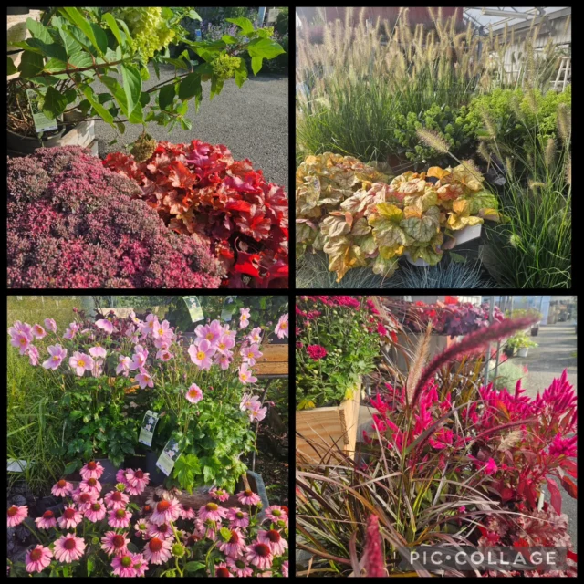 Dags att göra lite höstfint i trädgården🍁🌸🍂 så härliga färger just nu🌸🍁
Och en helt underbar dag att greja lite utomhus!
Trevlig lördag!