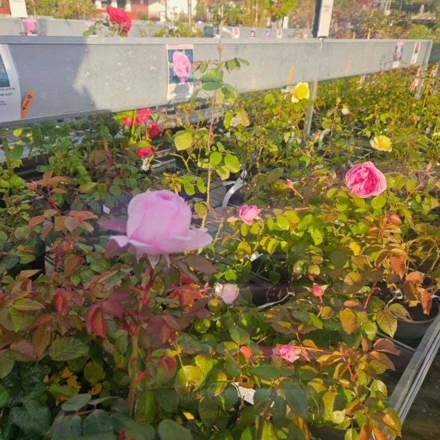 Rosrea 50%🌹
Passa på halva priset på alla rosbuskar!
#rosbuskar
#klängrosor #buskros #polyantharos #trädgårdsrosor