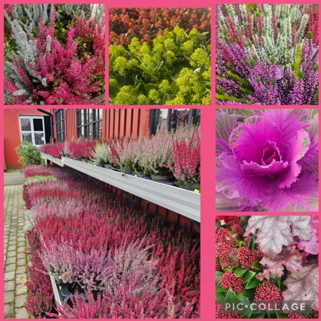 Börjar sommarblommorna bli fula nu och det behövs bytas i krukorna? 🍁vi har det som behövs! Ljung, skimmia, kål, alunrot, silverek mm
Det är dessutom perfekt planteringsväder för buskar och träd mm. Vi har fortfarande stort sortiment växter i plantskolan.
Missa inte 50% på våra rosbuskarna, gäller så långt lagret räcker.
Välkomna och trevlig helg 🌸🍂