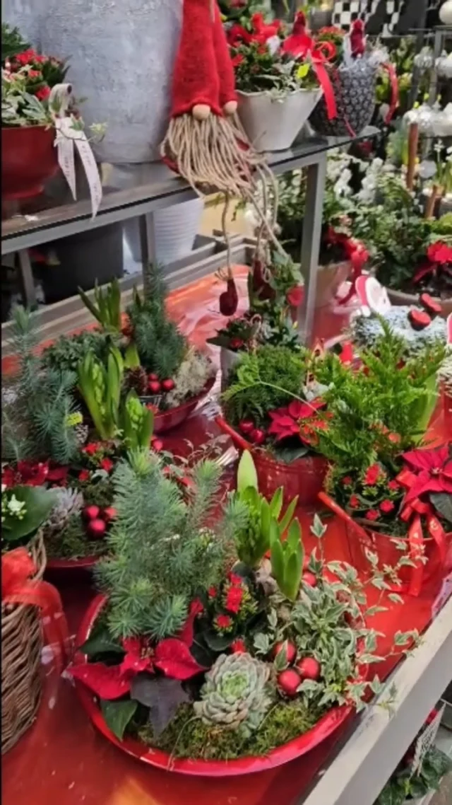 Grönt, vitt eller klassiskt rött – hur ser din jul ut? 🎄

Välkommen in och hitta dina favoriter bland våra julgrupper och dekorationer!

Vard 9-18 Lördag 10-15 Söndag 11-15

#nilssonsplantskola #juldekorationer #julgrupper #julgranar #julkransar