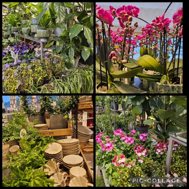 Vi har redan hunnit till den 13 januari!
Idag är det tjugondag knut och då åker julen ut😄
Iallafall om ni inte redan plockat bort julsakerna.
Vad sägs om lite nya fräscha krukväxter. ☘️🌿🪴