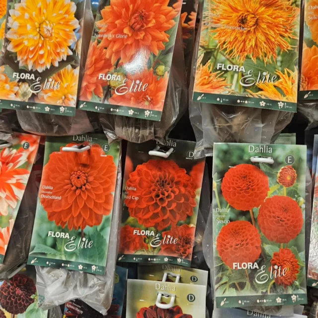 Ja vi vet, det är tidigt... men det är ju så kul att planera årets Dahlior, så mycket fint som man vill ha🌸🌼🏵🌸