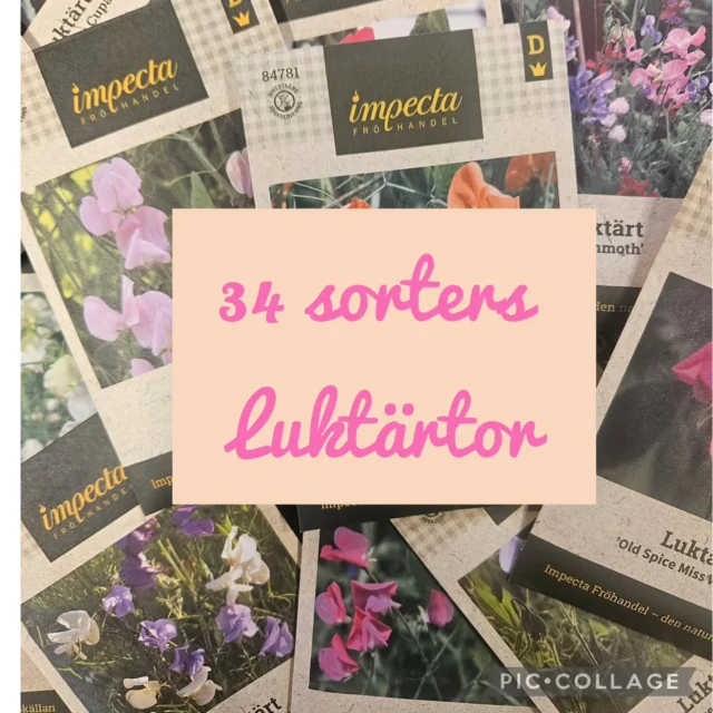 Svårt att välja, ja det får iallafall vi bland alla fröpåsar😊🌸 Flera sorter börjar bli dags att förså nu! 
Vard 9-18 Lördag 10-15 Söndag 11-15 
Välkomna 🌻🌷🪻