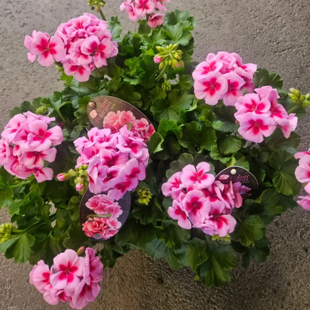 Då var den här! Årets Pelargon 2026🌸
"Hilma" en härlig färgstark zonalpelargon.
Frodigt jämt växtsätt och ger rikligt med knoppar och blommor hela säsongen 💕🌸

#pelargon #åretspelargon2026 #pelargonhilma