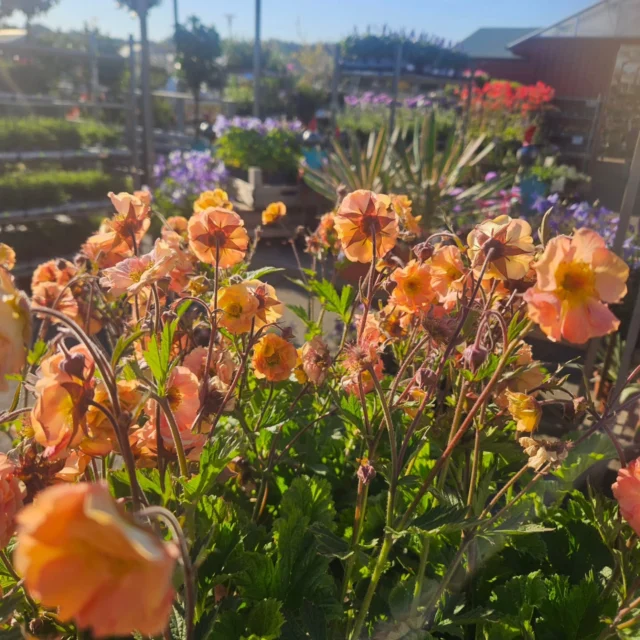 Vilken morgon 🌞
Är du sugen på trädgårdsfix idag? Det finns så mycket fint i butiken just nu! Måste säga att man vill ha nästan allt😊😎
Vard 9-18 Lördag 10-15 Söndag 11-15 
Välkommen 🌻🌸🌿

#trädgård #plantera #blommor #växter