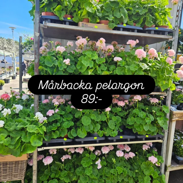 Det finns så många härliga pelargoner 🩷 En av de populäraste och en stor favorit är mårbackan.
En storvuxen sort med riklig blommning.
Plantera gärna om i stor kruka med bra jord och gödsa regelbundet för bästa resultat och fantastisk blommning ända in på hösten 🌸
Just nu riktigt fina exemplar för endast 89:-

#mårbacka #pelargon #sommarblommor 
#fintikruka