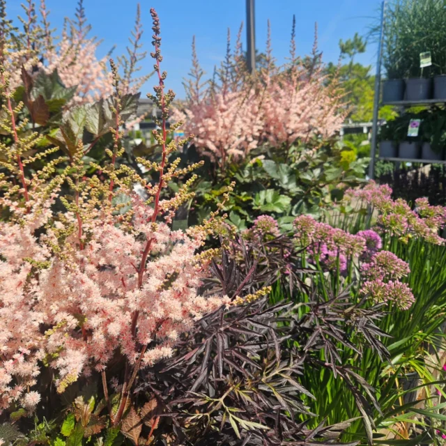 Stora härliga perenner i blom 🩷🌸🩷
Visst är det varmt och vi får vattna som bara den, men vi njuter också av allt det vackra 🌞

Vi har öppet hela sommaren 
Vard 9-18 Lördag 10-15 Söndag 11-15 
Välkomna till oss i Kullavik 😎