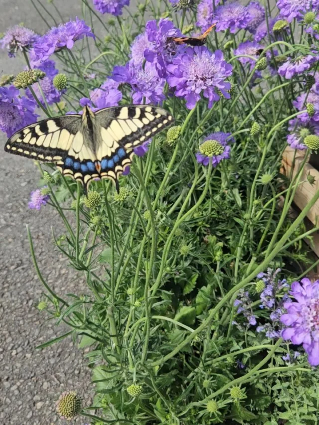 Full aktivitet i Scabiosan.🦋💙 Fältvädd som den kallas på svenska är en omtyckt blomma av alla pollinatörer! Den blommar länge med lavendelblå blommor och trivs bäst i soligt väldränerat läge.
🐝🦋