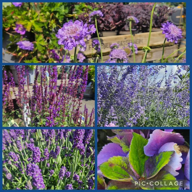 💙 för oss som älskar blått!
Det finns så mycket vackra blommor i blålila nyanser och de blir så härligt när man kombinerar dem!💜🩵💙🦋
Scabiosa, Stäppsalvia, Perovskia, Lavendel, Hortensia.