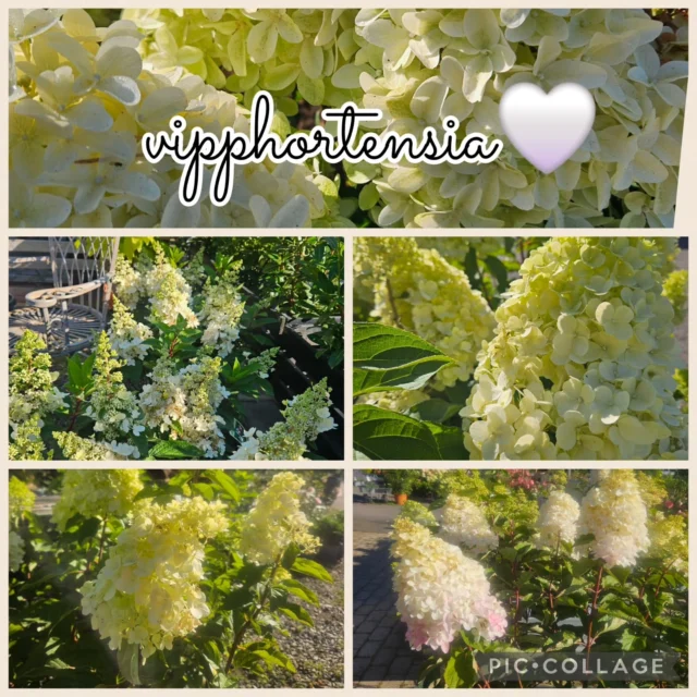 Vi bara älskar dem och så fina i alla trädgårdar just nu!🤍
 Har du ingen vipphortensia/ höstsyren/ syrenhortensia så kanske det är dags. Finns flera varianter med lite olika höjder och blommor inne just nu!

Vard 9-18 Lördag 10-15 Söndag 11-15