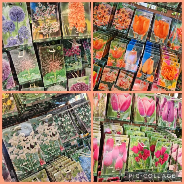 Är ju så fantastiskt härligt när löken blommar på våren🌷🪻vill du ha några tidigare snödroppar vackra tulpaner, allium eller ståtliga Påskliljor. Då är det dags att plantera nu!🪻🌷🩷

#snödroppar #tulpanlökar #narcissus #vårlökar