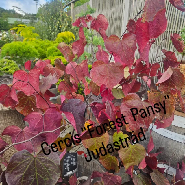Ljuvliga höstfärger🍁🧡
Hösten erbjuder så mycket vackert!
Ett lite axplock på några riktiga skönheter🍁🧡🌿🌻