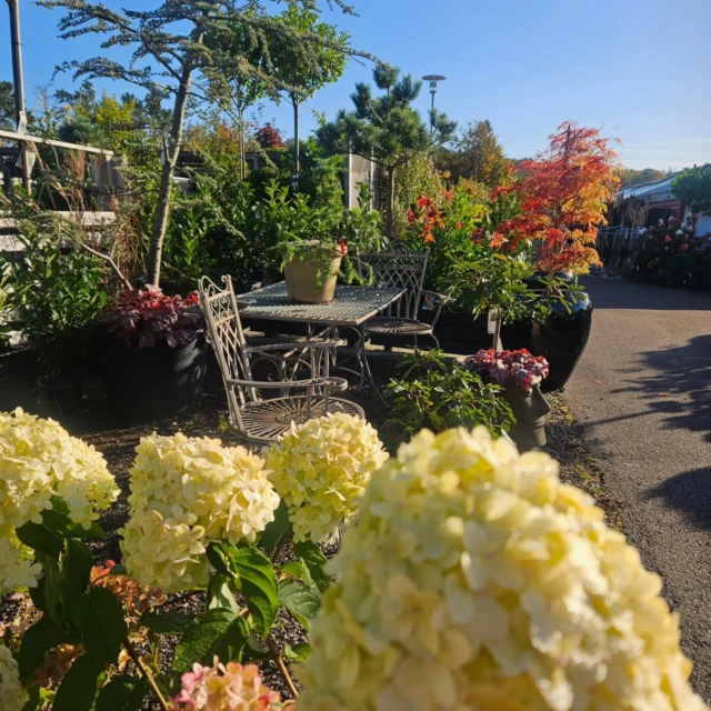 Vilken härlig höstdag🌞
Höstgödsla, byta ut i krukorna till höstblommor, plantera mm. Det är lite att fixa med även den här årstiden!
Trevlig helg till er alla🌻🍁🧡